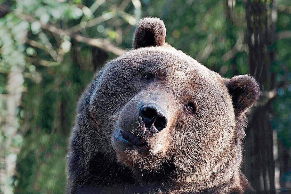 Captan a un oso paseando durante cuarentena
