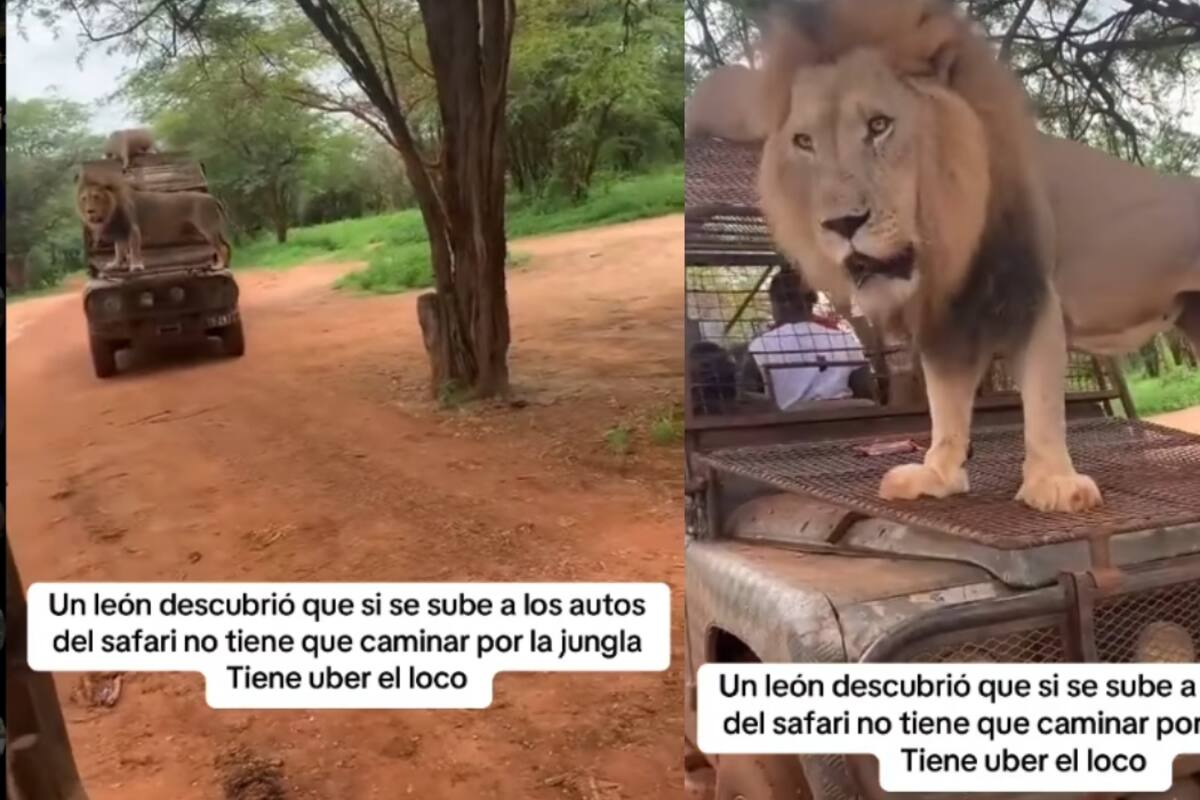 Leones se cansan de caminar por la selva y se suben a los autos del safari para que los lleven