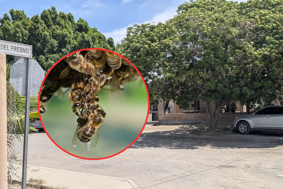 Dos adultos mayores son atacados por enjambre de abejas en la colonia Las Amapolas de Hermosillo