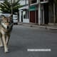 Generar fotos de animales con IA podría costar hasta 5 años de prisión