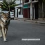 Generar fotos de animales con IA podría costar hasta 5 años de prisión