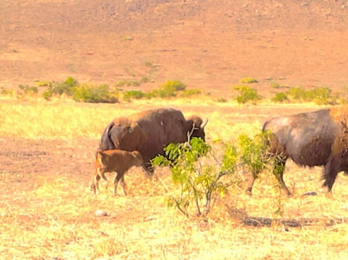 La cría nació en la reserva Cuenca Los Ojos, en Agua Prieta, como parte del programa de reinserción de bisontes en Sonora. | Foto: Ricardo Lugo