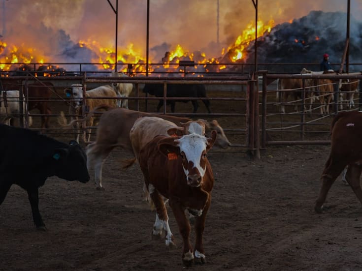 Arde rancho en Mexicali: se queman cerca de 4 mil pacas de alfalfa