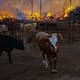 Arde rancho en Mexicali: se queman cerca de 4 mil pacas de alfalfa