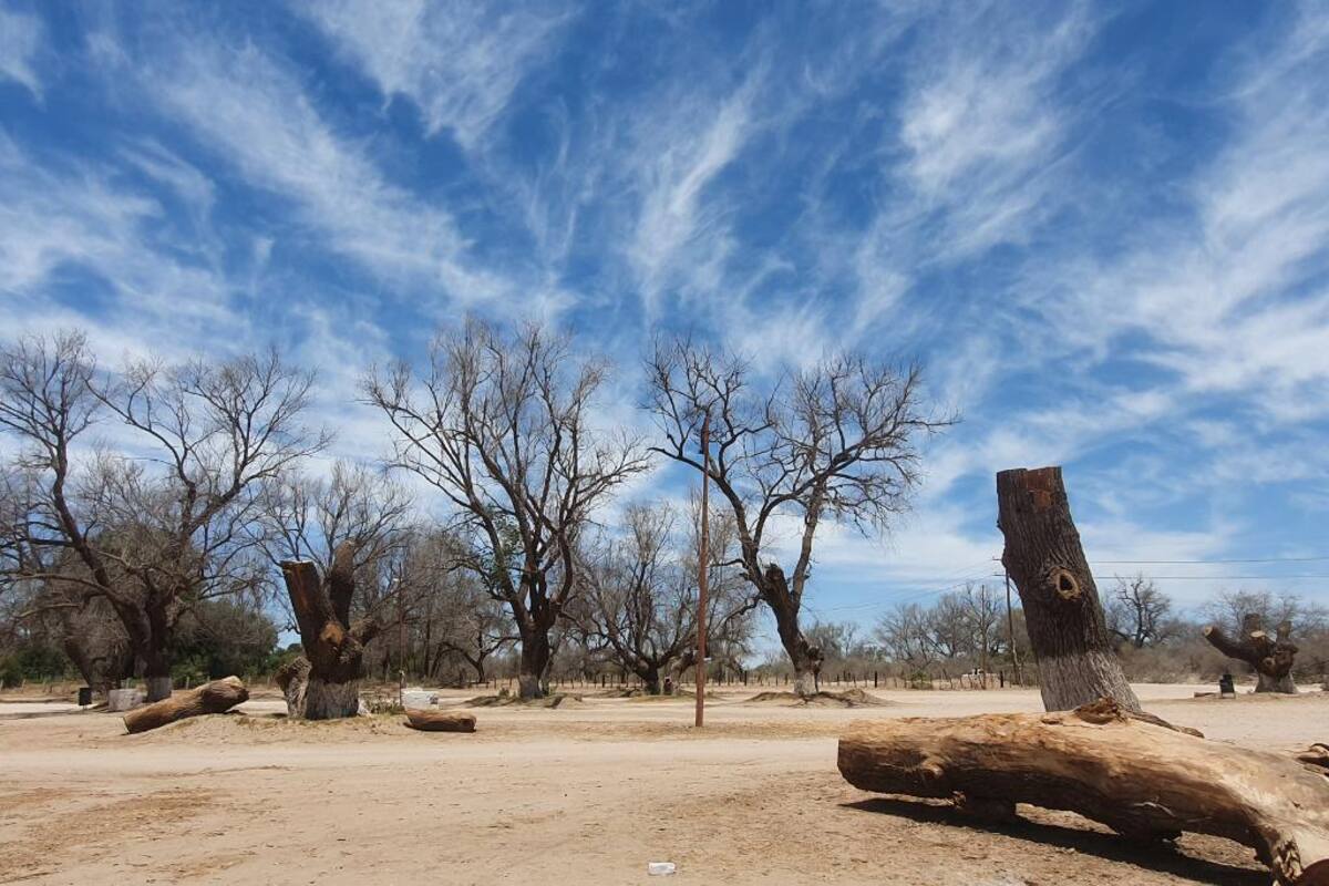 Agonizan por sequía árboles en márgenes del río Mayo