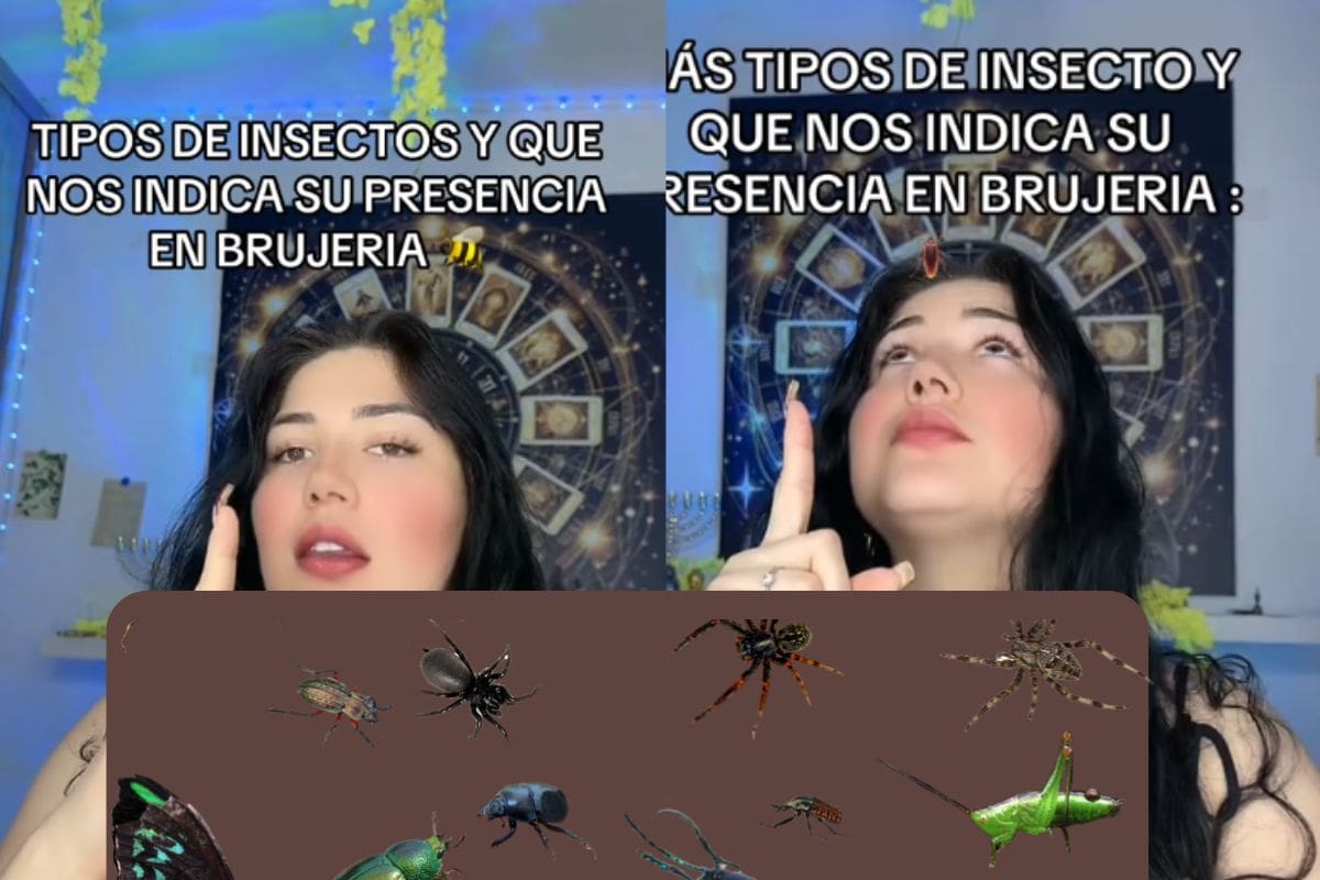 ¿Brujería en casa?: Creadora de TikTok revela qué insectos la delatan