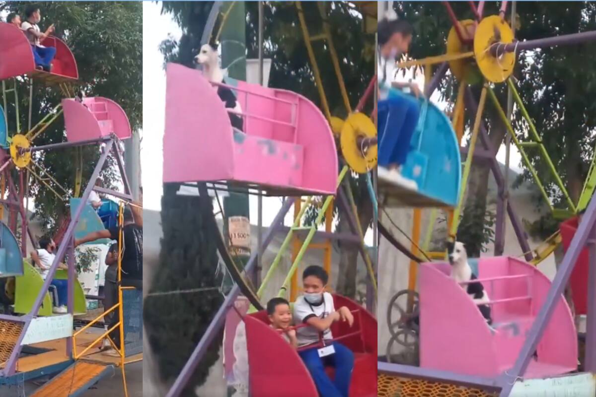 VIDEO: perro conquista las redes al disfrutar de la rueda de la fortuna de una feria