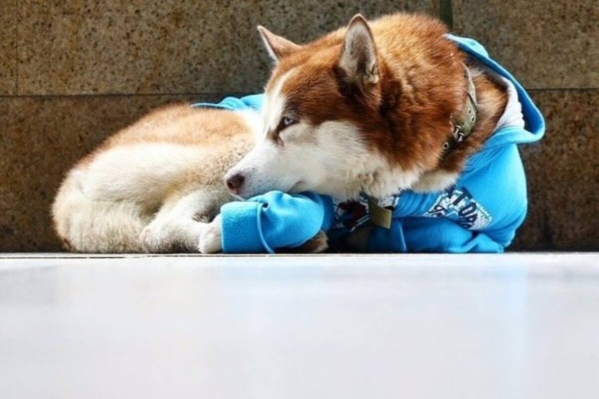 Perro espera cada día 8 horas a su dueña en la puerta de su trabajo