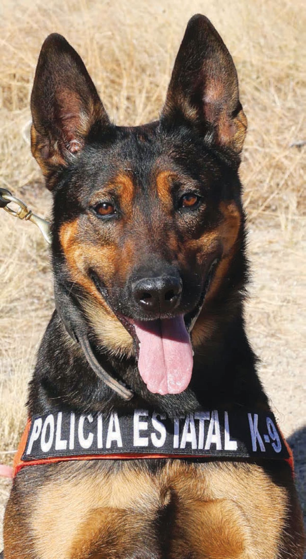 Bertha es una de las agentes de la unidad K9 que fue galardonada por su destacada labor.