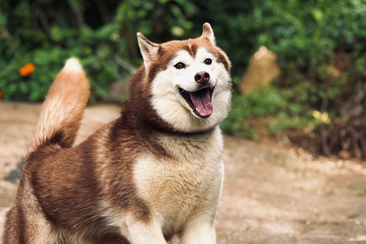 ¿De cuánto es?: husky se convierte en la primera mascota en México con una pensión alimenticia ordenada por un juez