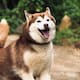 ¿De cuánto es?: husky se convierte en la primera mascota en México con una pensión alimenticia ordenada por un juez