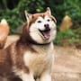 ¿De cuánto es?: husky se convierte en la primera mascota en México con una pensión alimenticia ordenada por un juez
