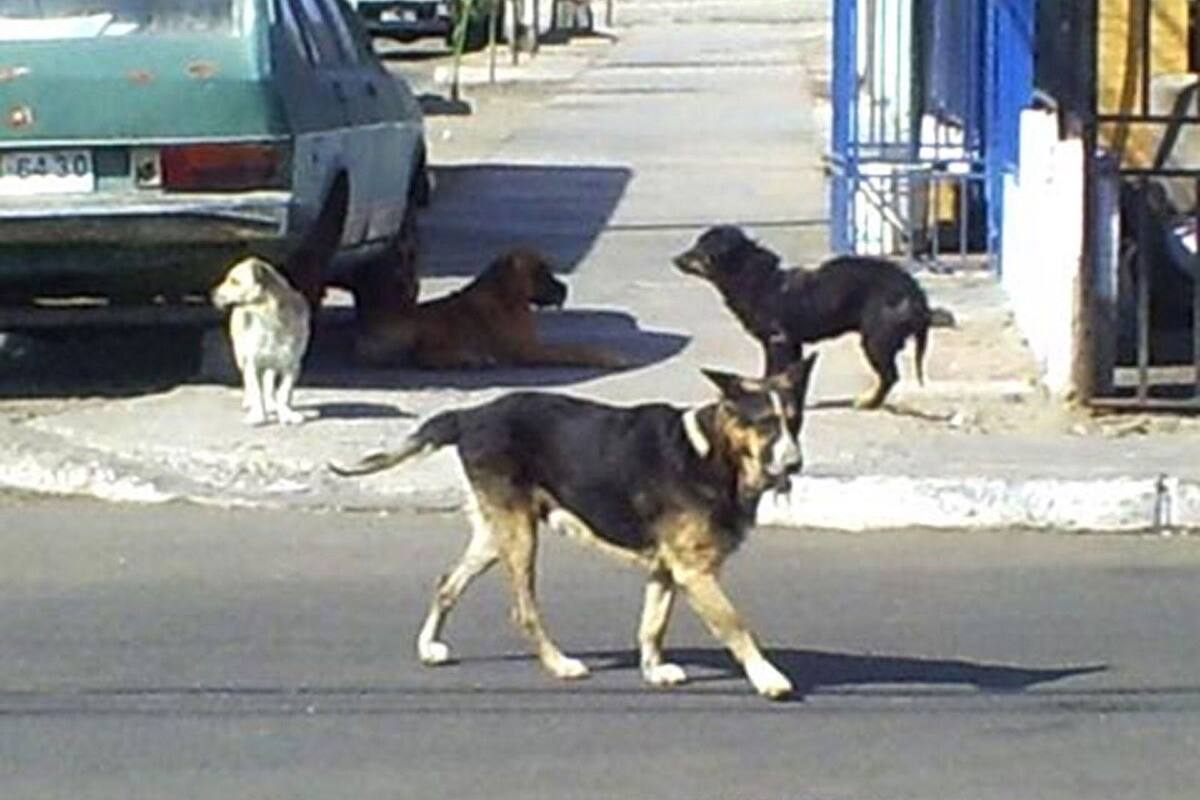 Padrón de perros en Rosarito será pendiente de la próxima administración: Regidora