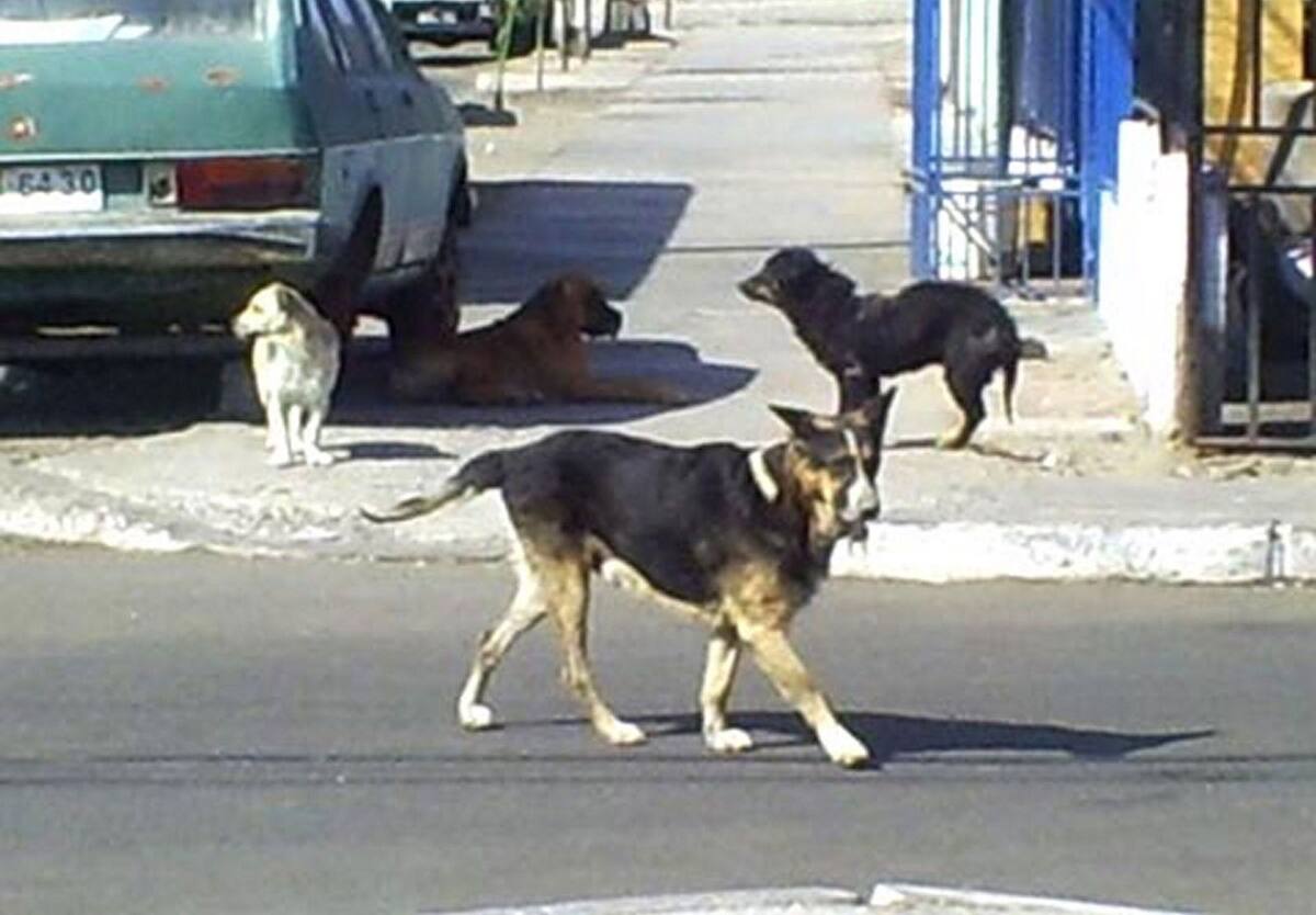 Ilustrativa de archivo/Crédito: Carmen Gutiérrez