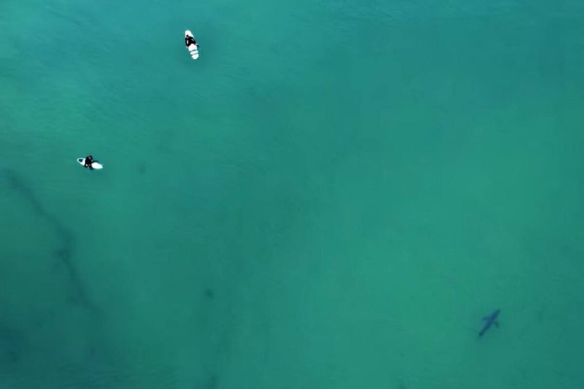 Capta dron gran tiburón blanco cerca de tres surfistas en playa de San Diego