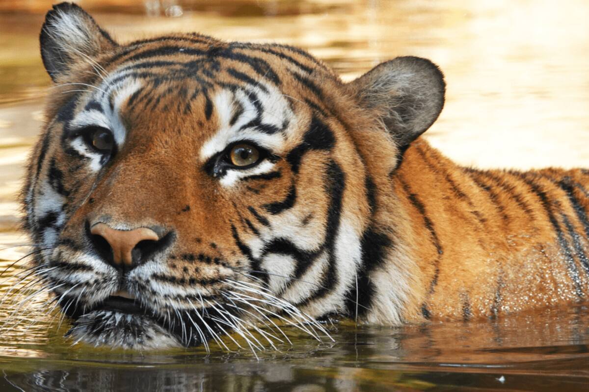 VIDEO: Hombre se mete a jaula de tigre, el animal lo muerde y tienen que matar al felino