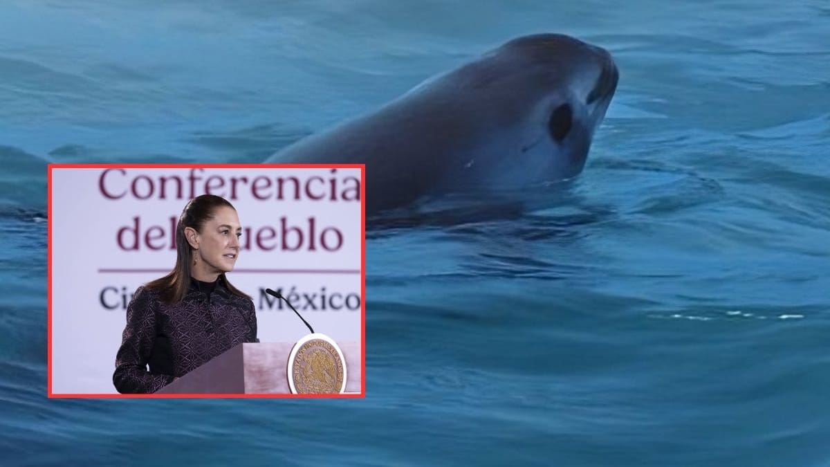El Gobierno Federal recorta 86% la zona restringida a la pesca en el Alto Golfo de California para apoyar a las comunidades de Sonora y Baja California
