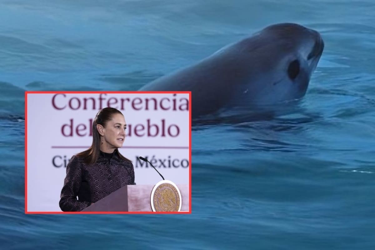 El Gobierno Federal recorta 86% la zona restringida a la pesca en el Alto Golfo de California para apoyar a las comunidades de Sonora y Baja California