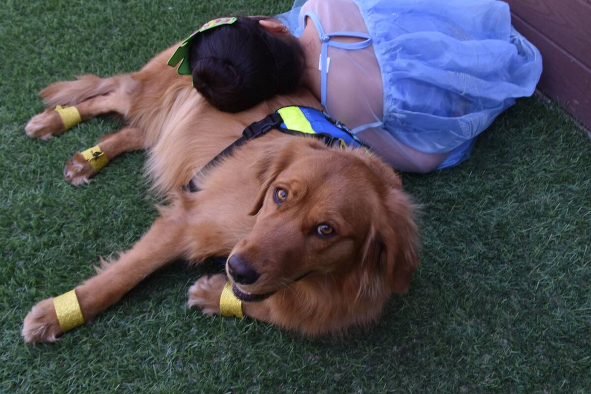 Desarrollan terapia asistida con perros para niños víctimas de la violencia