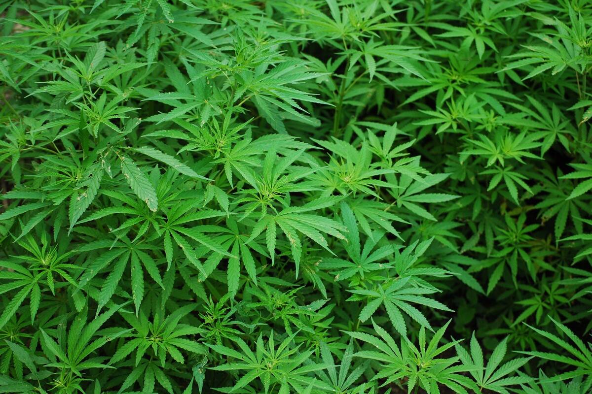 Consumo de mariguana en embarazadas aumenta riesgo de autismo