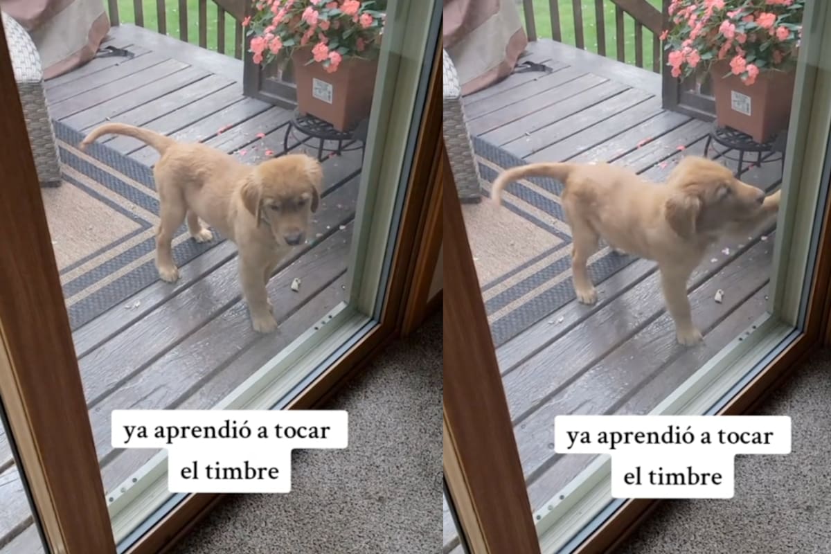 TikTok: perrito conmueve en redes por haber aprendido a tocar el timbre de su casa