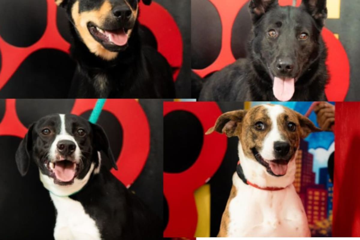 Buscan hogar para perros y gatos rescatados en Mexicali