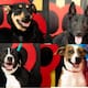 Buscan hogar para perros y gatos rescatados en Mexicali