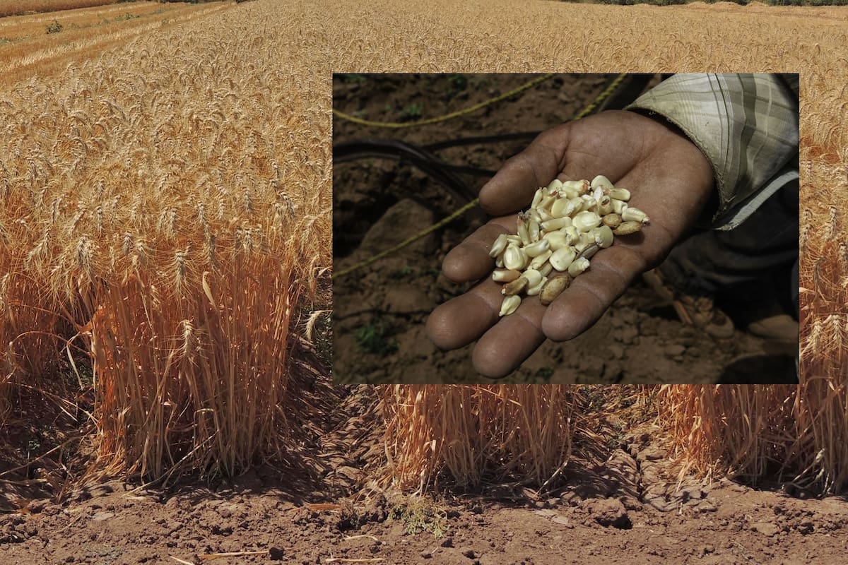 Sequía reduce drásticamente producción de semillas en el Valle del Yaqui