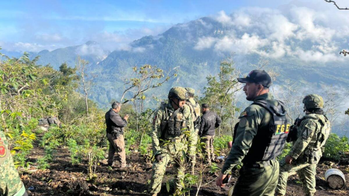 Más de 24,000 plantas de marihuana arden en Chiapas: operativo interinstitucional reduce a cenizas sembradíos ocultos