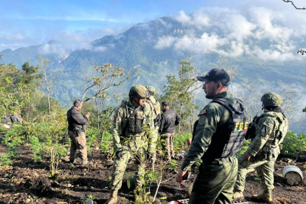 Más de 24,000 plantas de marihuana arden en Chiapas: operativo interinstitucional reduce a cenizas sembradíos ocultos