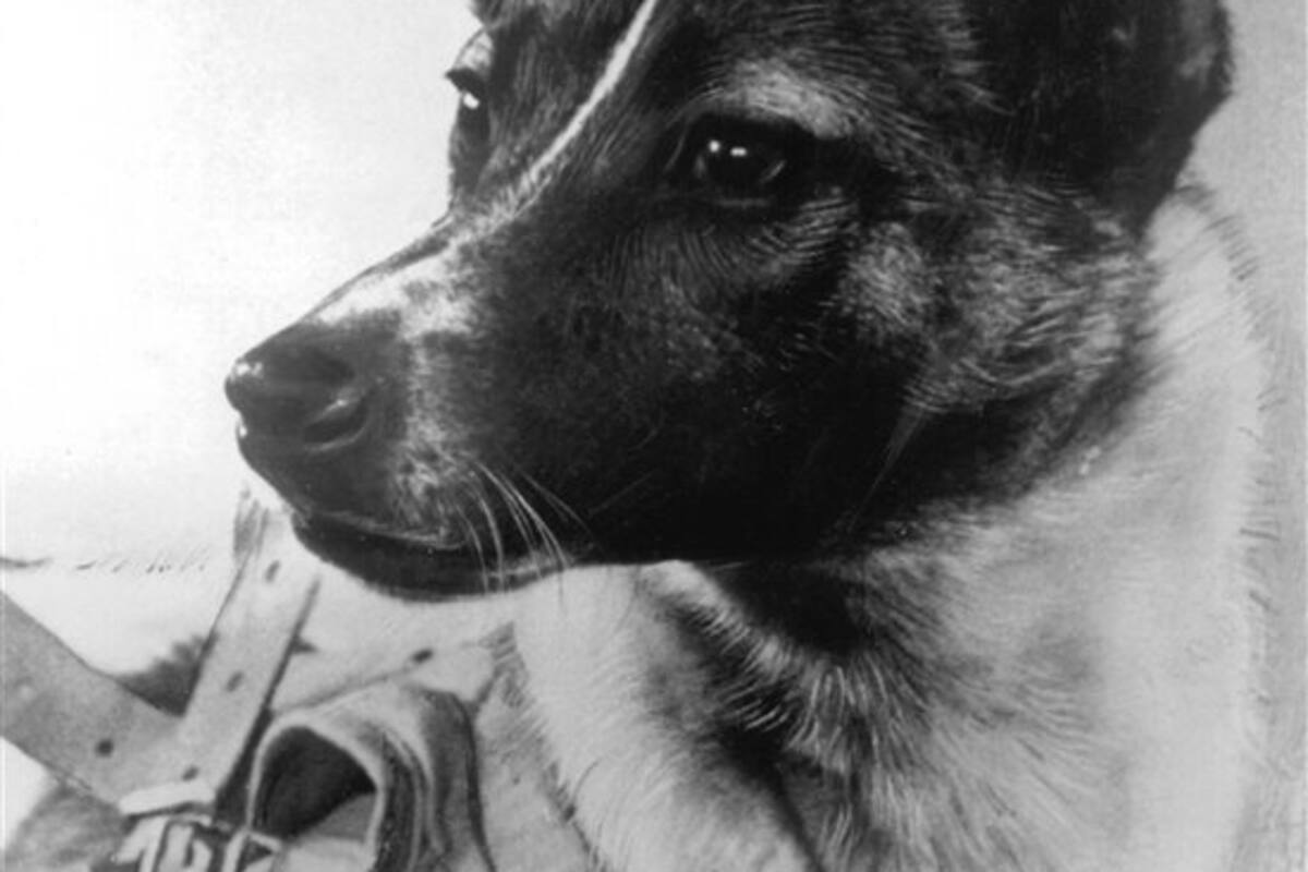 Laika, la perrita que la Unión Soviética envió al espacio