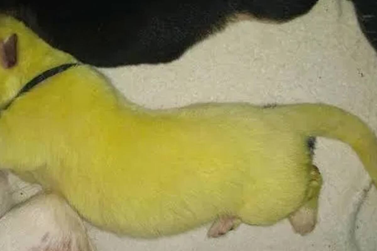 Nace perrito de color fluorescente