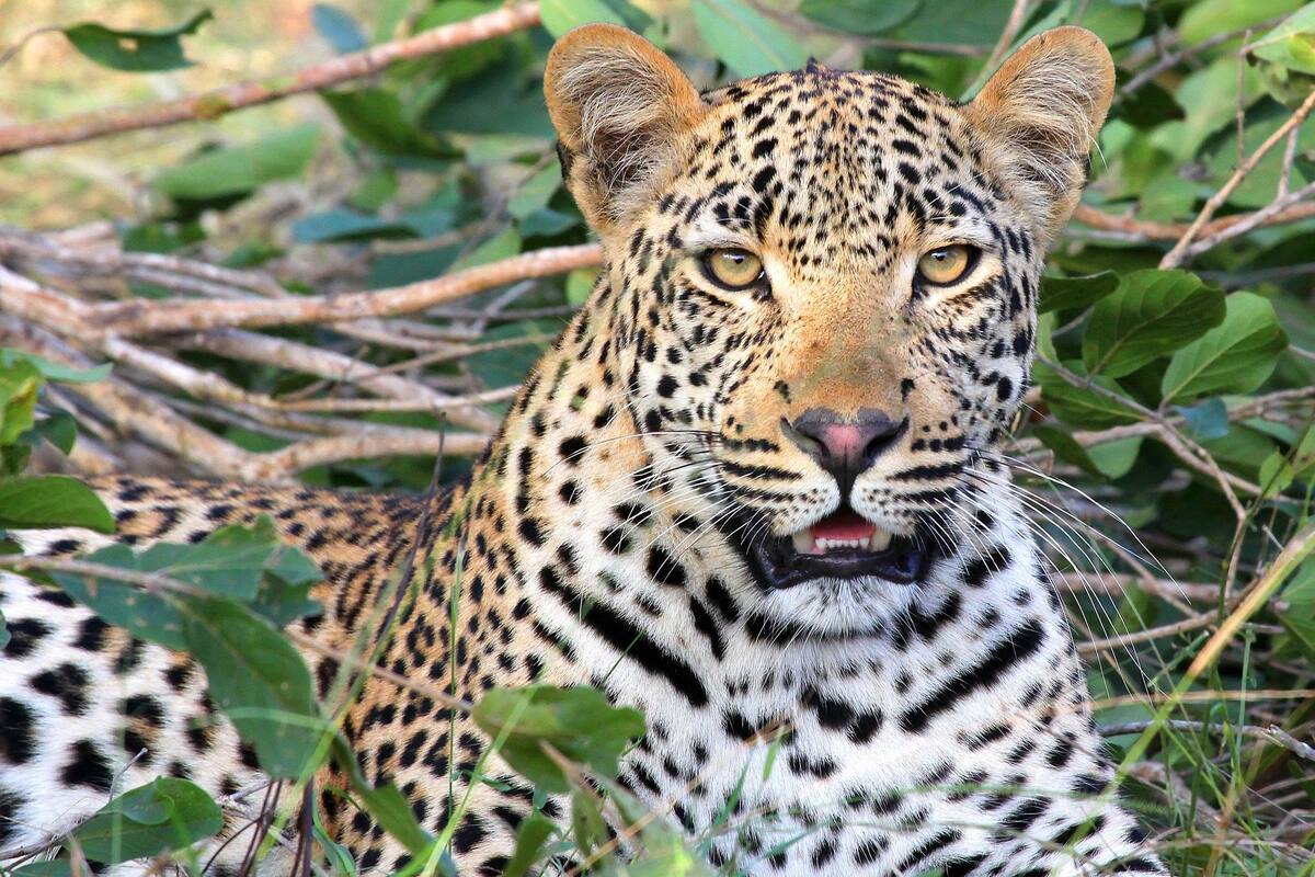 Se defiende con su bastón del ataque de un leopardo