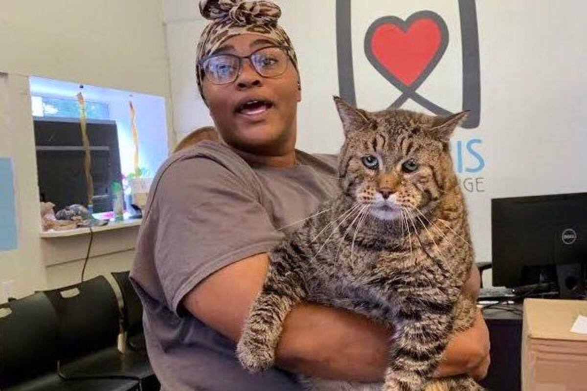 Gato atigrado de 11 kilos se vuelve viral en las redes sociales