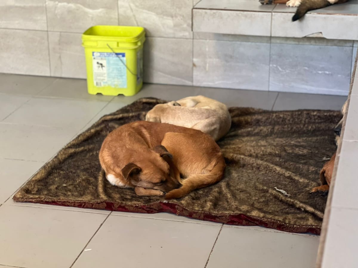 Las lluvias y bajas temperaturas han afectado a los perros y gatos que permanecen en el lugar. Foto: Cortesía