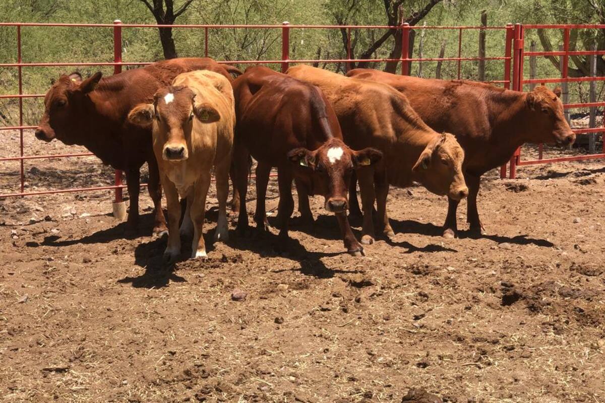 Sequía: Urgen ganaderos recursos para amortiguar daños