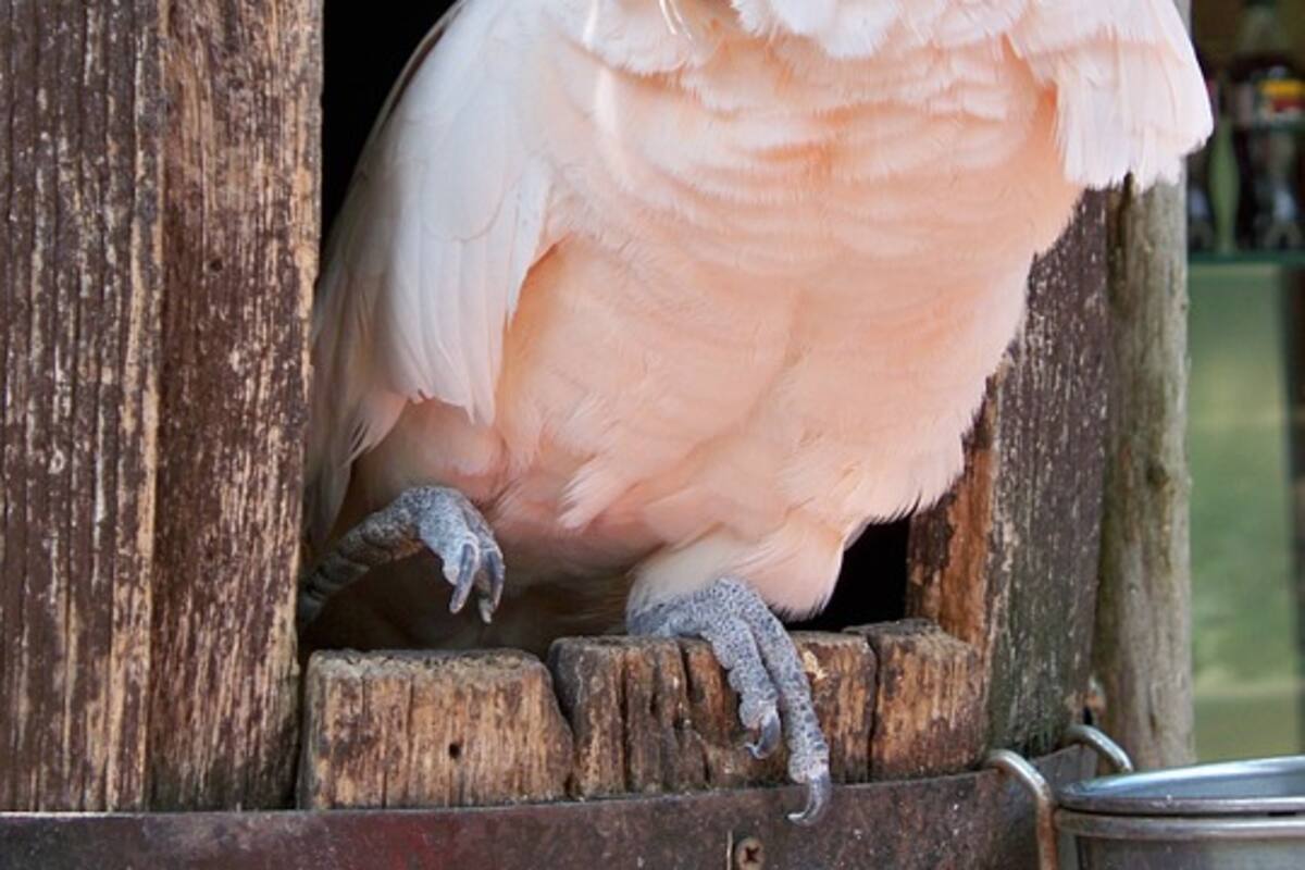 Cacatúas invaden un suburbio en Australia