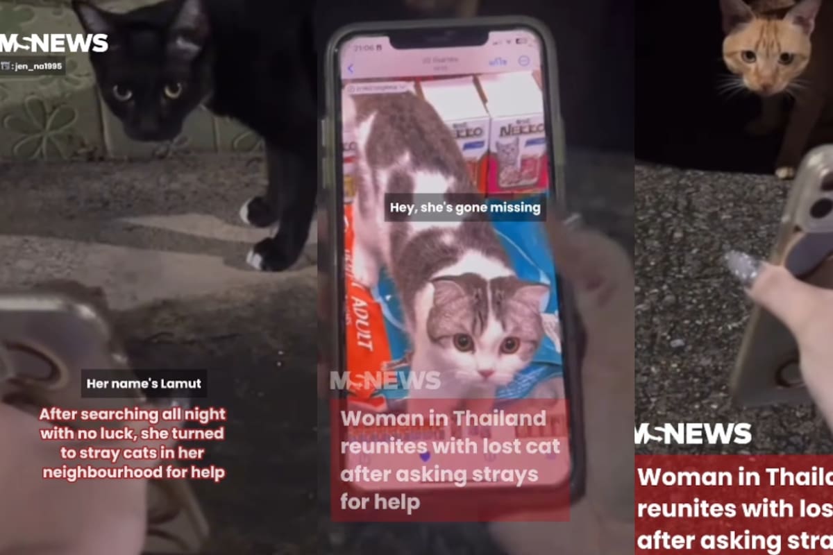 “Como gratitud, los alimento”: mujer muestra la foto de su gato perdido a gatos callejeros y ellos logran encontrarlo