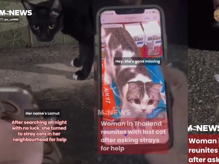 “Como gratitud, los alimento”: mujer muestra la foto de su gato perdido a gatos callejeros y ellos logran encontrarlo