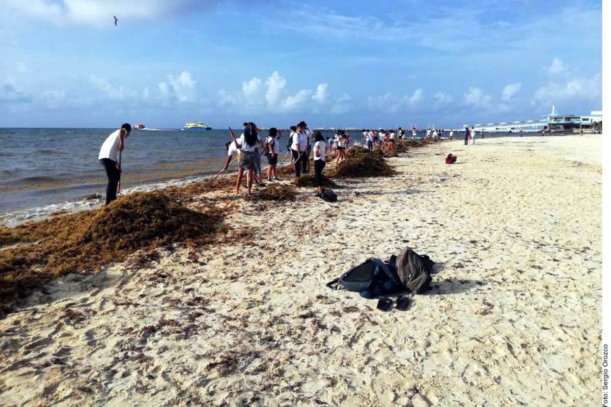 Mata sargazo organismos de 78 especies de fauna marina en el Caribe mexicano