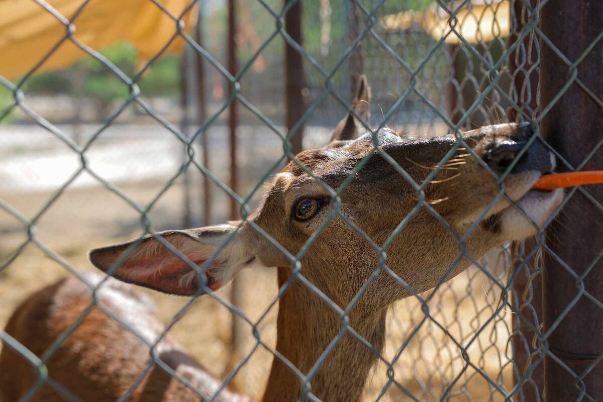 La jungla: la nueva aventura del Centro Ecológico abre sus puertas el próximo miércoles