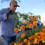 Flores para Día de Muertos mantienen su precio en Hermosillo