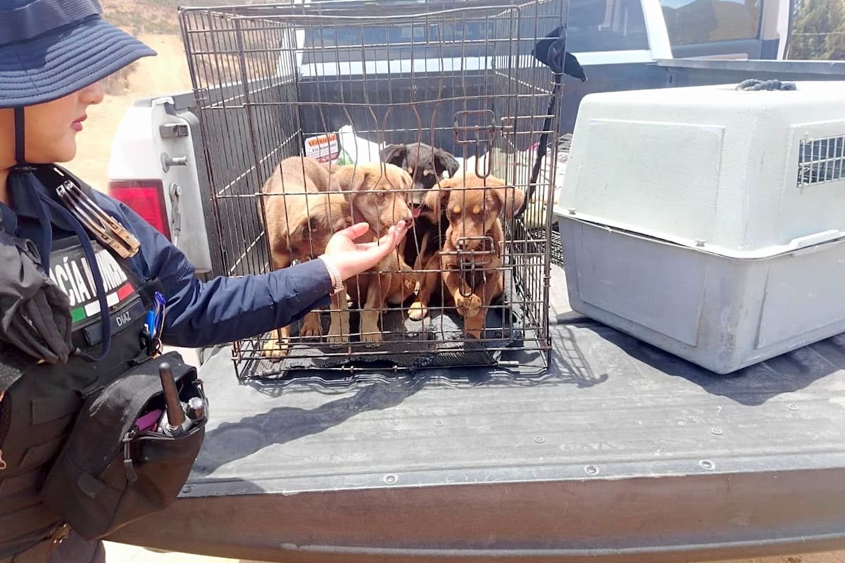 Policía Ecológica rescata 33 animales en Ensenada
