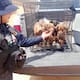 Policía Ecológica rescata 33 animales en Ensenada