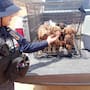 Policía Ecológica rescata 33 animales en Ensenada