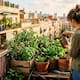 Frutas y verduras que puedes cultivar en casa