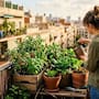 ¿Qué frutas y verduras se pueden cultivar en casa? Estas son las mejores para espacios pequeños