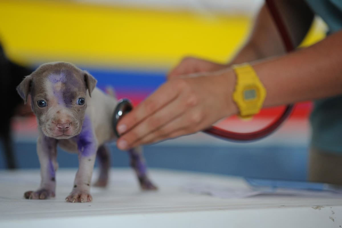 Contempla UABC creación de una escuela de Veterinaria en la zona costa