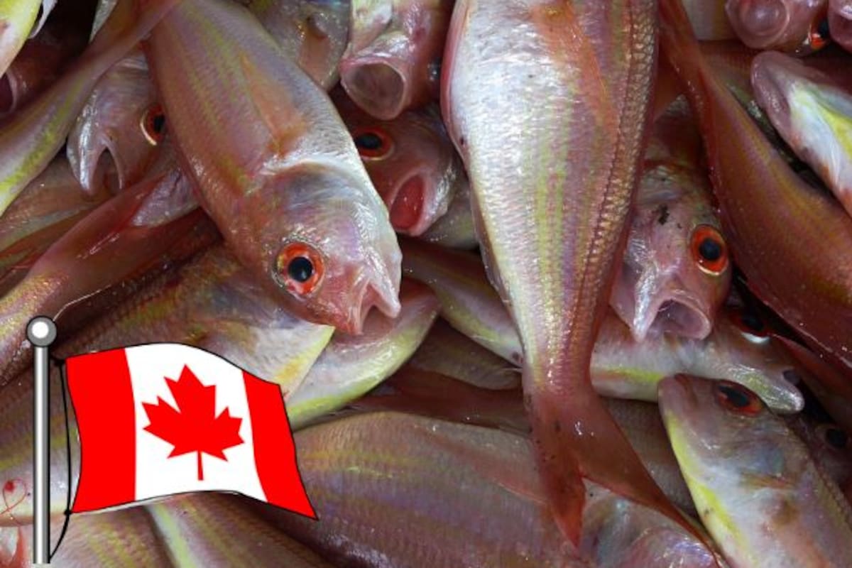 Empresa de mariscos en Canadá solicita empleados; paga 30 mil al mes y no necesitas inglés