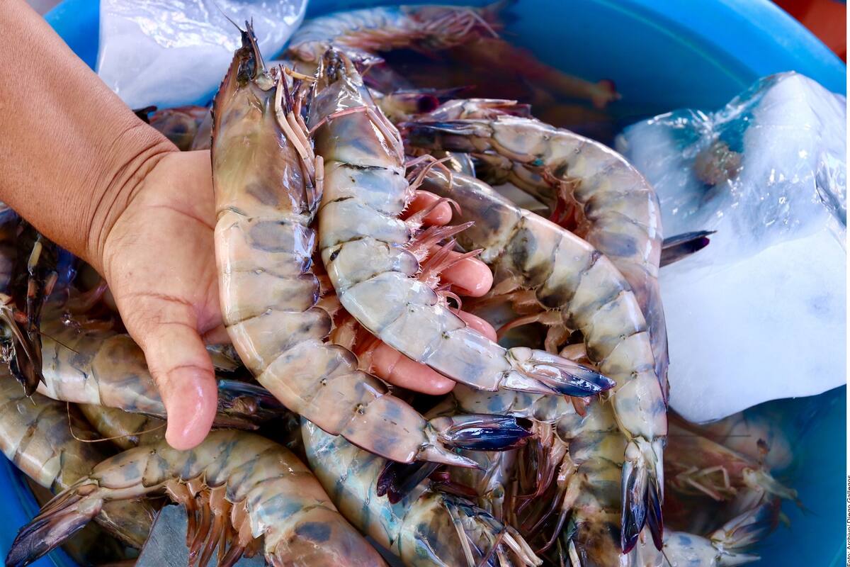 Sonora es estado líder en acuacultura